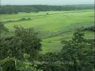 Assam-mdv-631-6-9.flv