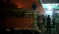 Azadpur mandi-unloading of goods.flv