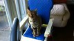 Bengal Cat Rumble Sits in the Baby's High Chair Linus Cat Tips