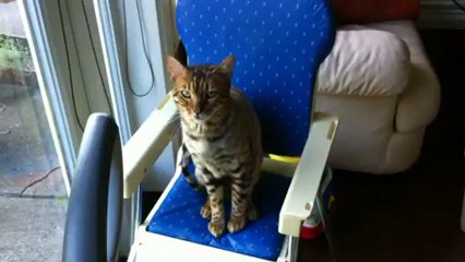 Bengal Cat Rumble Sits in the Baby's High Chair Linus Cat Tips