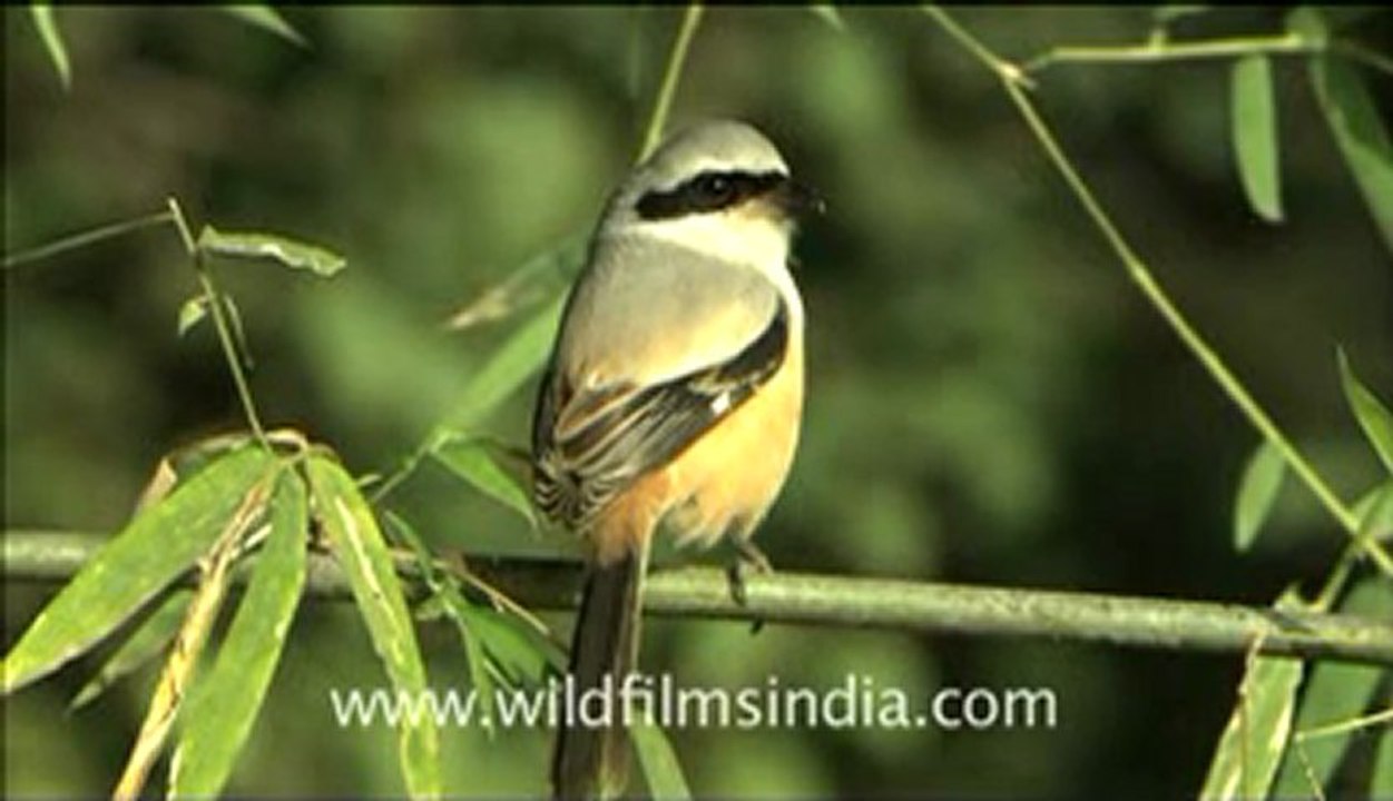 Bandhavgarh-HDCAM-8.flv