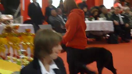 Expo Bordeaux - Ring d'Honneur - Groupe 7 (1)