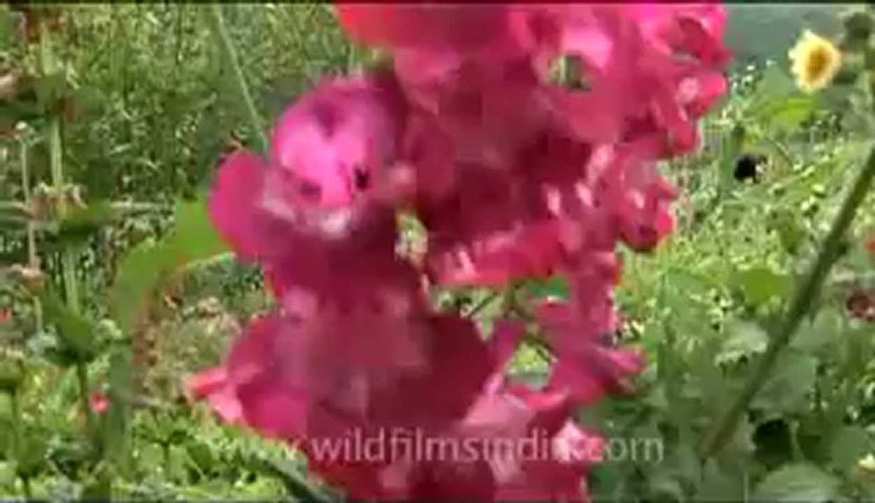 Bhutan-Bumthang-11.flv