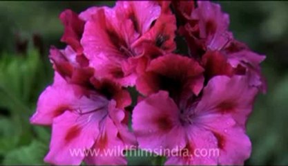 Bhutan-Bumthang-9.flv