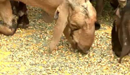 Bihar-Sonepur Fair-hdv-270-10.flv