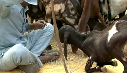 Bihar-Sonepur Fair-hdv-270-12.flv