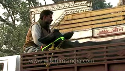Bihar-Sonepur Fair-hdv-270-17.flv