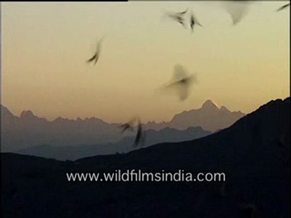 Birds flying home -MPEG-4 800Kbps.flv