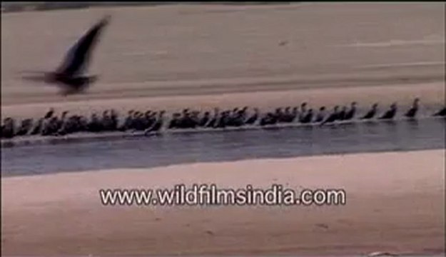 Birds migrating-MPEG-4 800Kbps.flv