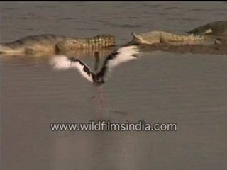 Black necked stork and Gharial-MPEG-4 800Kbps.flv
