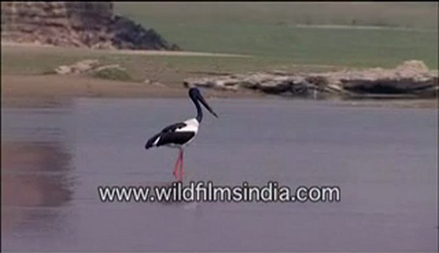 Black necked stork-MPEG-4 800Kbps.flv