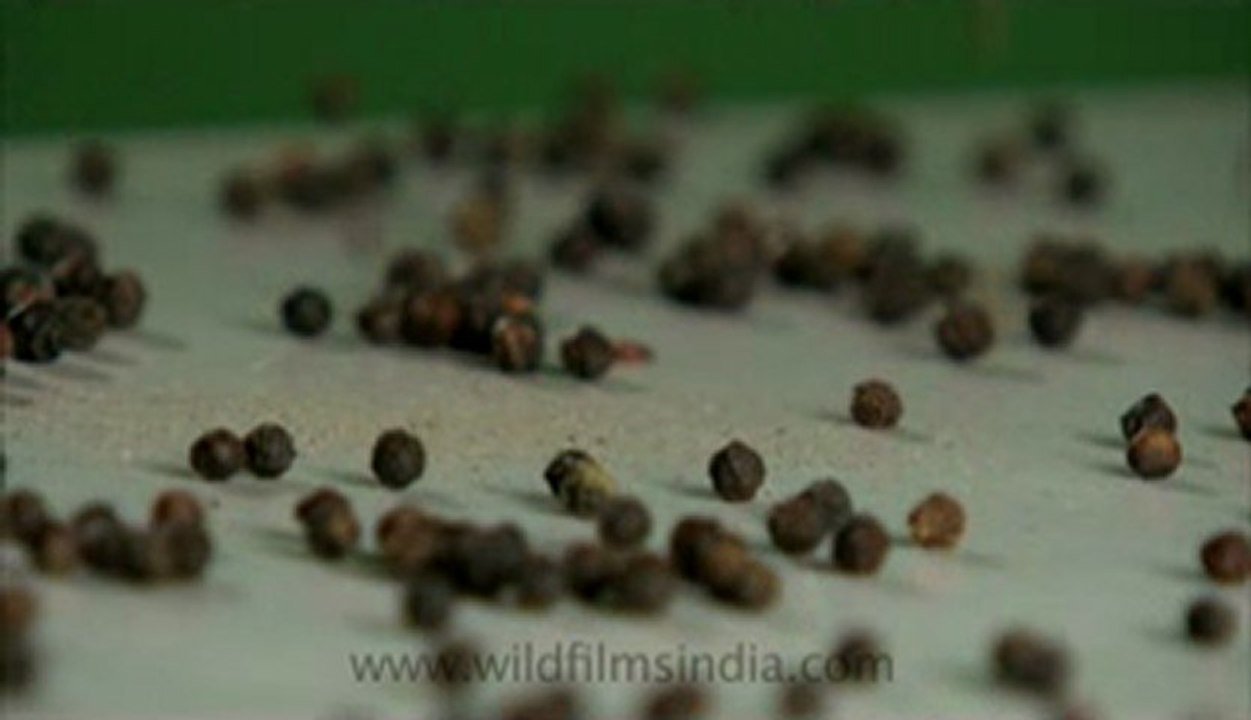 Black pepper-5.flv