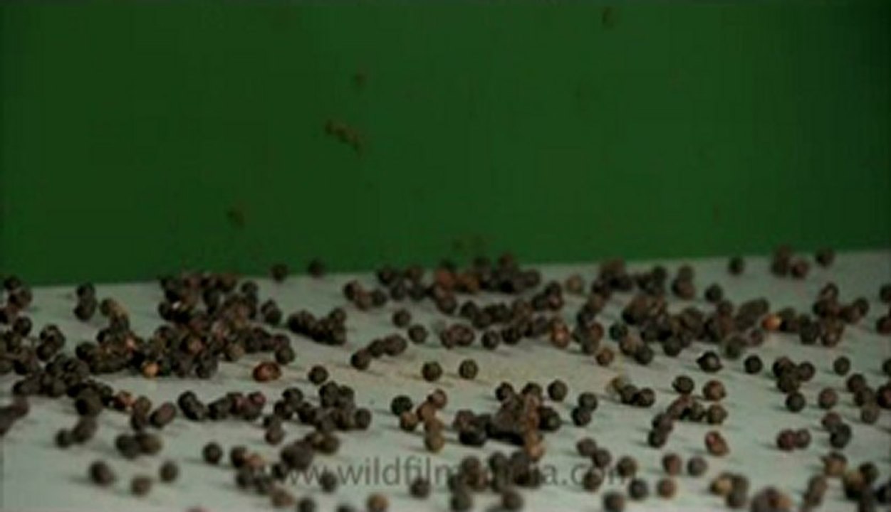 Black pepper-6.flv