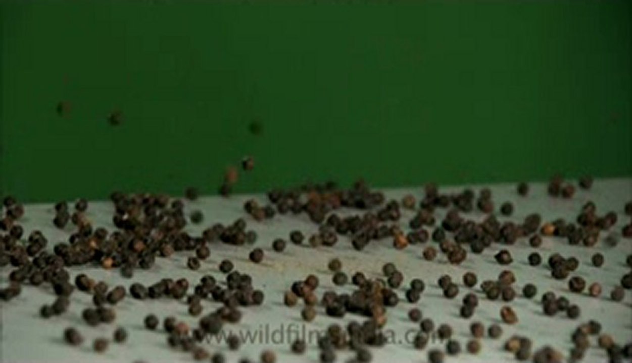 Black pepper-7.flv