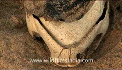 Blinkx-Olive Ridley Turtle-hdv-515-6.flv