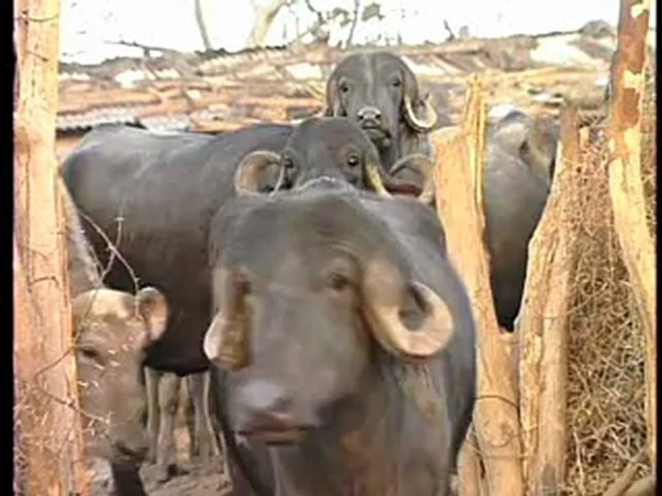 Buffalo-1.flv