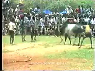 Bull fighting-kerala-2.flv