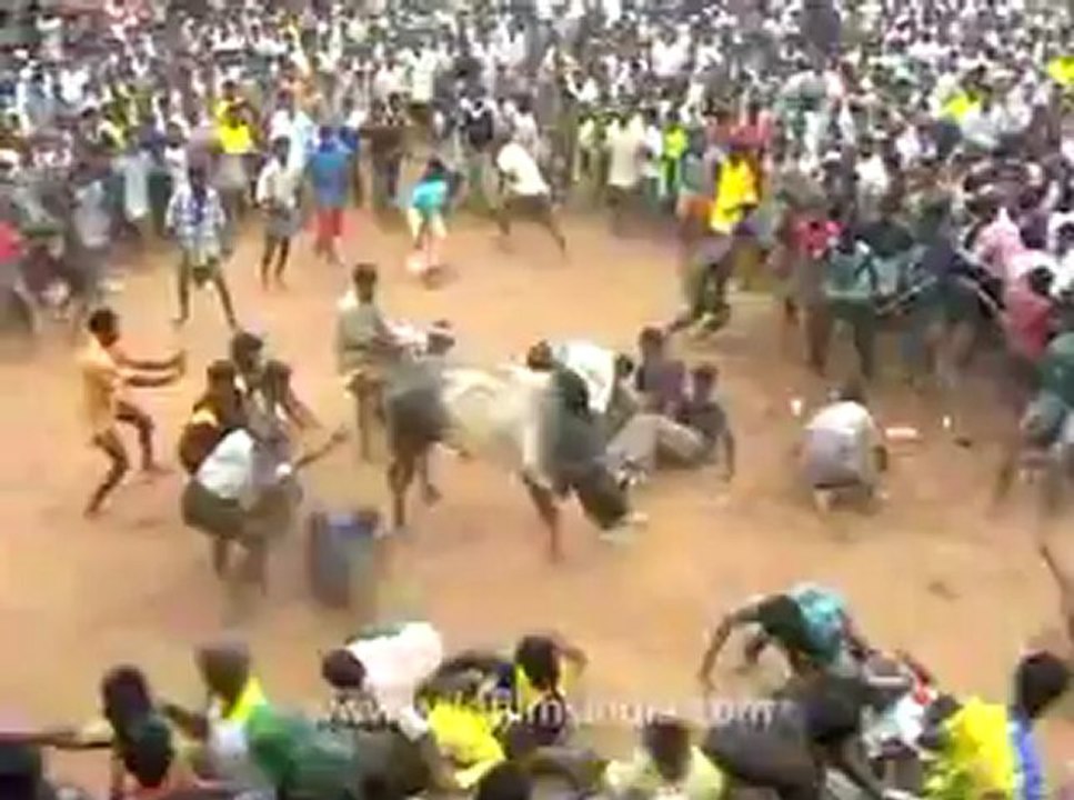 Bull fighting-mdv-622-11.flv