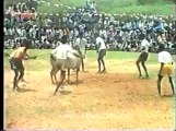 Bull fighting-pongal-4.flv