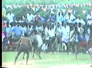 Bull fighting-pongal-5.flv