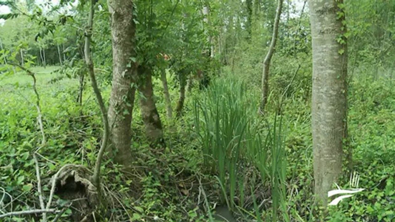 Reconversion de peupleraies en prairies naturelles sur le marais de "La Moucherie" - Niort