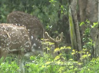 Corbett HDC 58a-2.flv