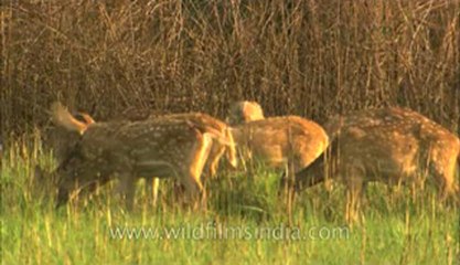 Corbett-HDC-93-2.flv