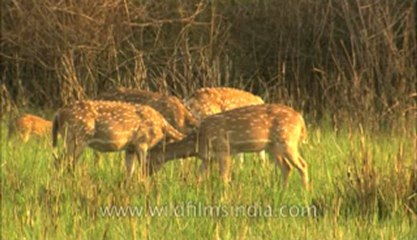 Corbett-HDC-93-3.flv