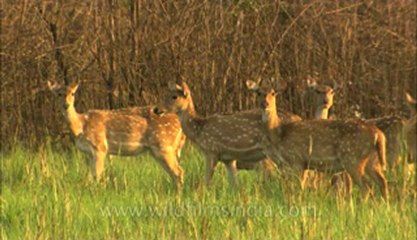 Corbett-deer-HDC-93-5.flv