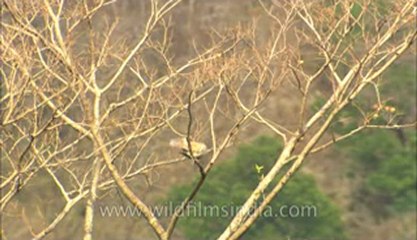 Corbett-hdc-93-14.flv