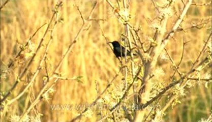 Corbett-hdc-93-16.flv