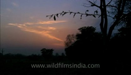 Corbett-hdc-93-7.flv