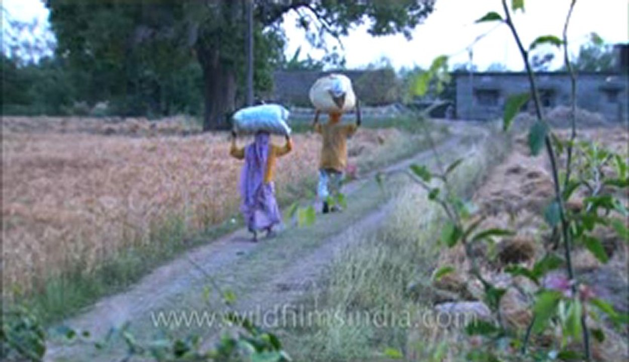Corbett-hdc-93-8.flv