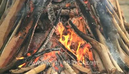Cremation-Delhi-7D-6.flv