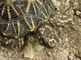 Delhi-star tortoise-mdv-376-1.flv