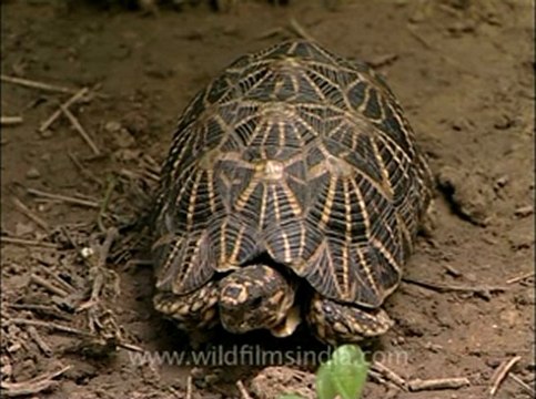Delhi-star tortoise-mdv-376-10.flv
