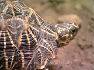 Delhi-star tortoise-mdv-376-12.flv