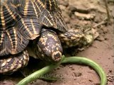 Delhi-star tortoise-mdv-376-14.flv