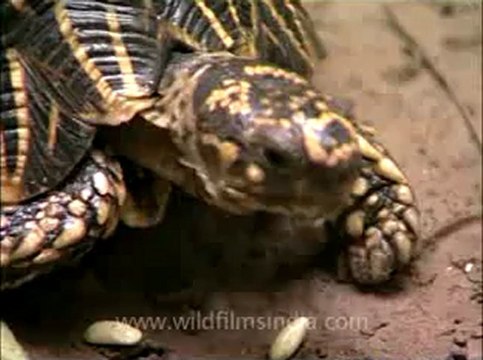 Delhi-star tortoise-mdv-376-15.flv