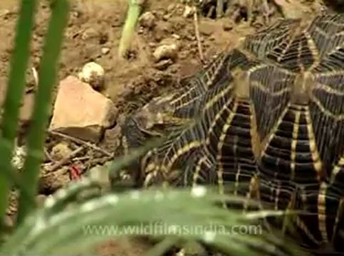 Delhi-star tortoise-mdv-376-4.flv