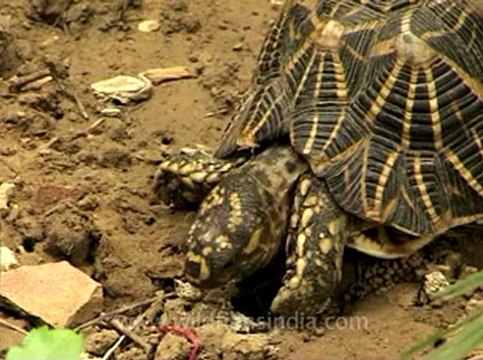 Delhi-star tortoise-mdv-376-5.flv