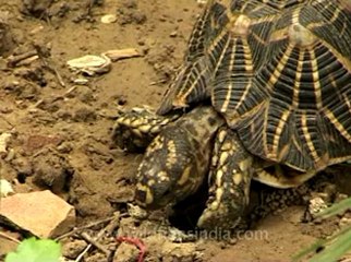 Delhi-star tortoise-mdv-376-5.flv