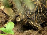 Delhi-star tortoise-mdv-376-7.flv