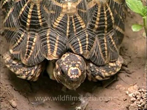 Delhi-star tortoise-mdv-376-9.flv