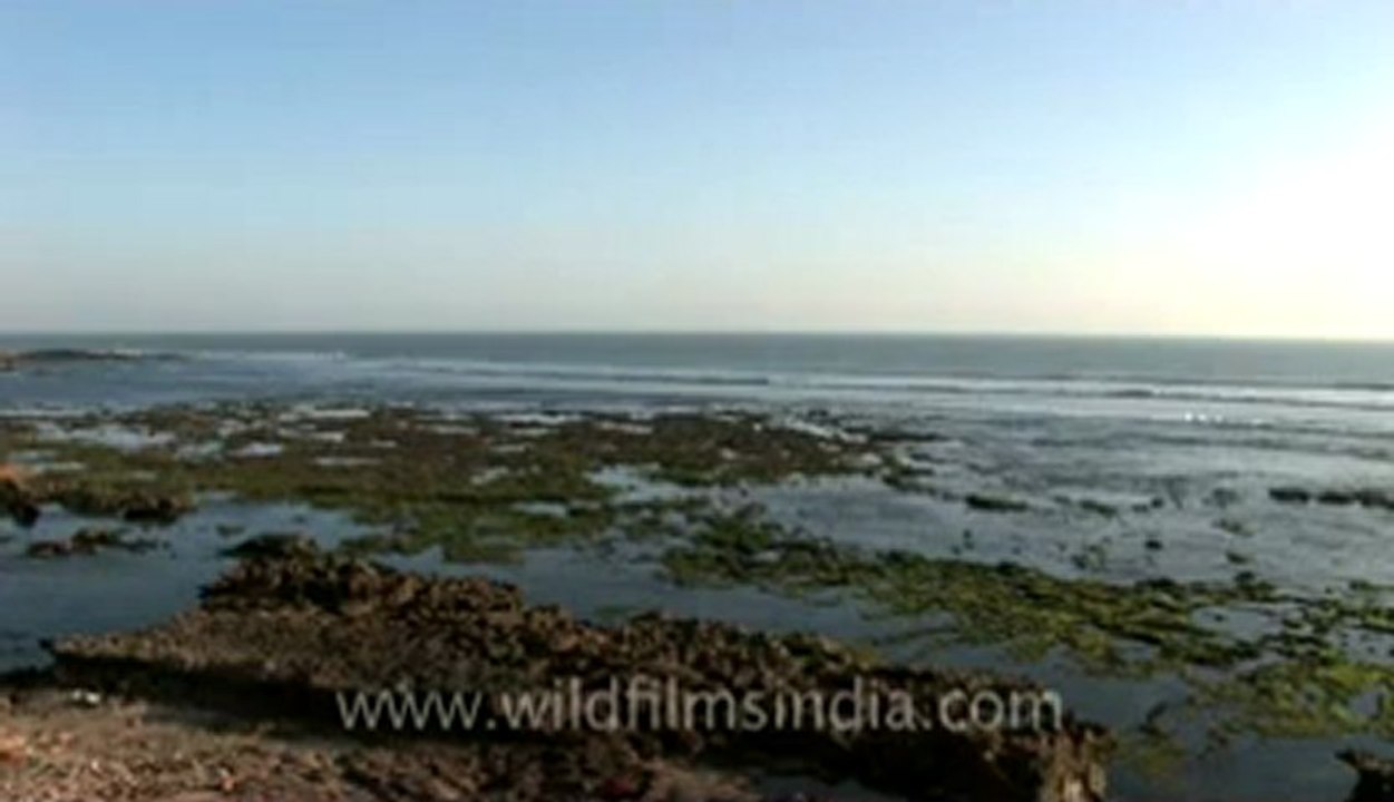 Dwarka-12.flv