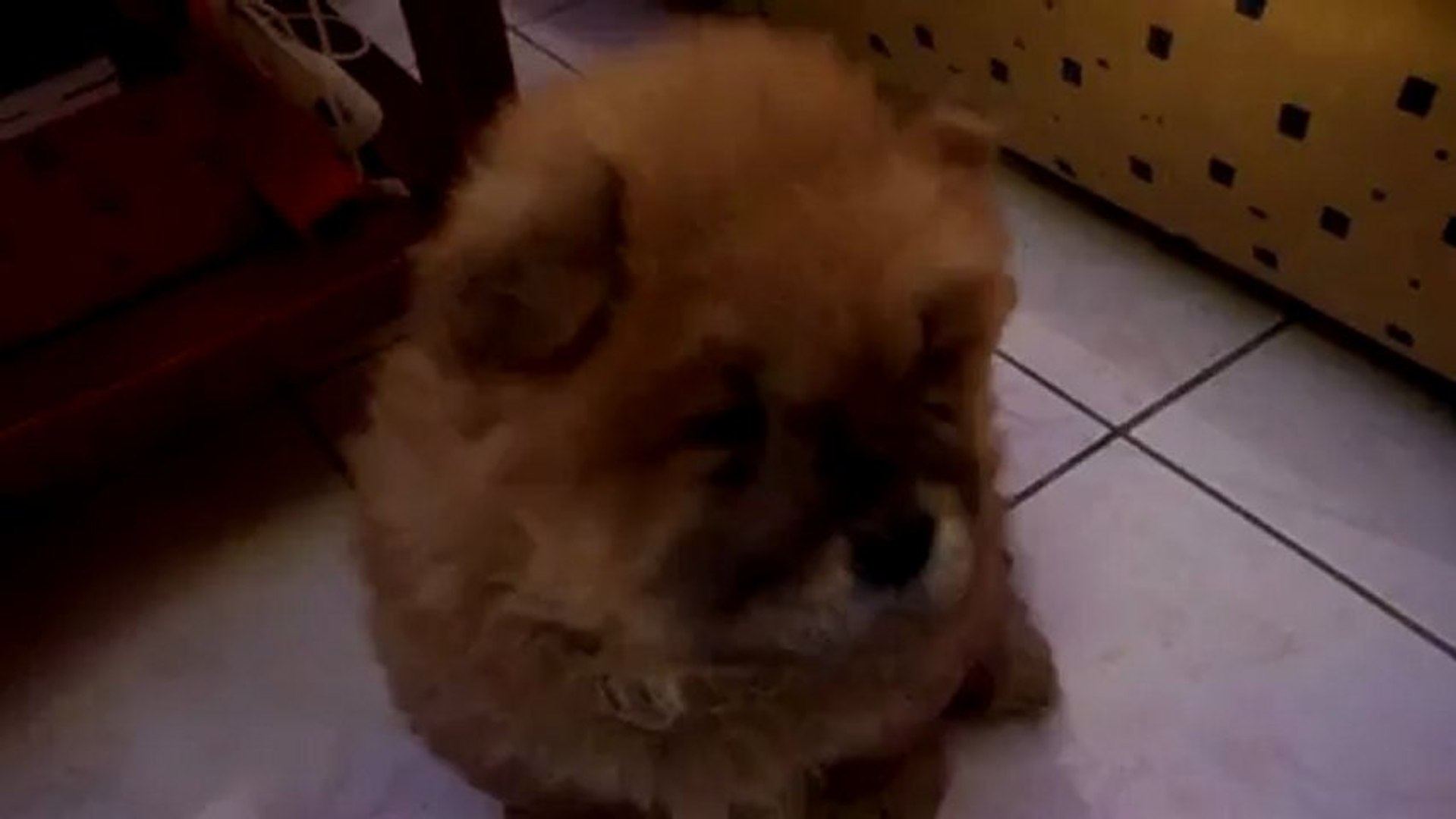 Chow Chow Bebe Video Dailymotion