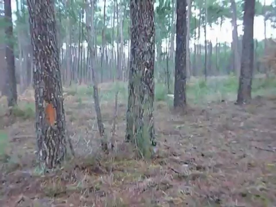Course dans les bois