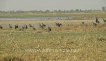 Gujarat-Bajana lake-bird.flv