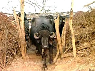 Gujarat-Gir-DVC-4a-2.flv