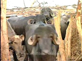 Gujarat-Gir-DVC-5c-1.flv